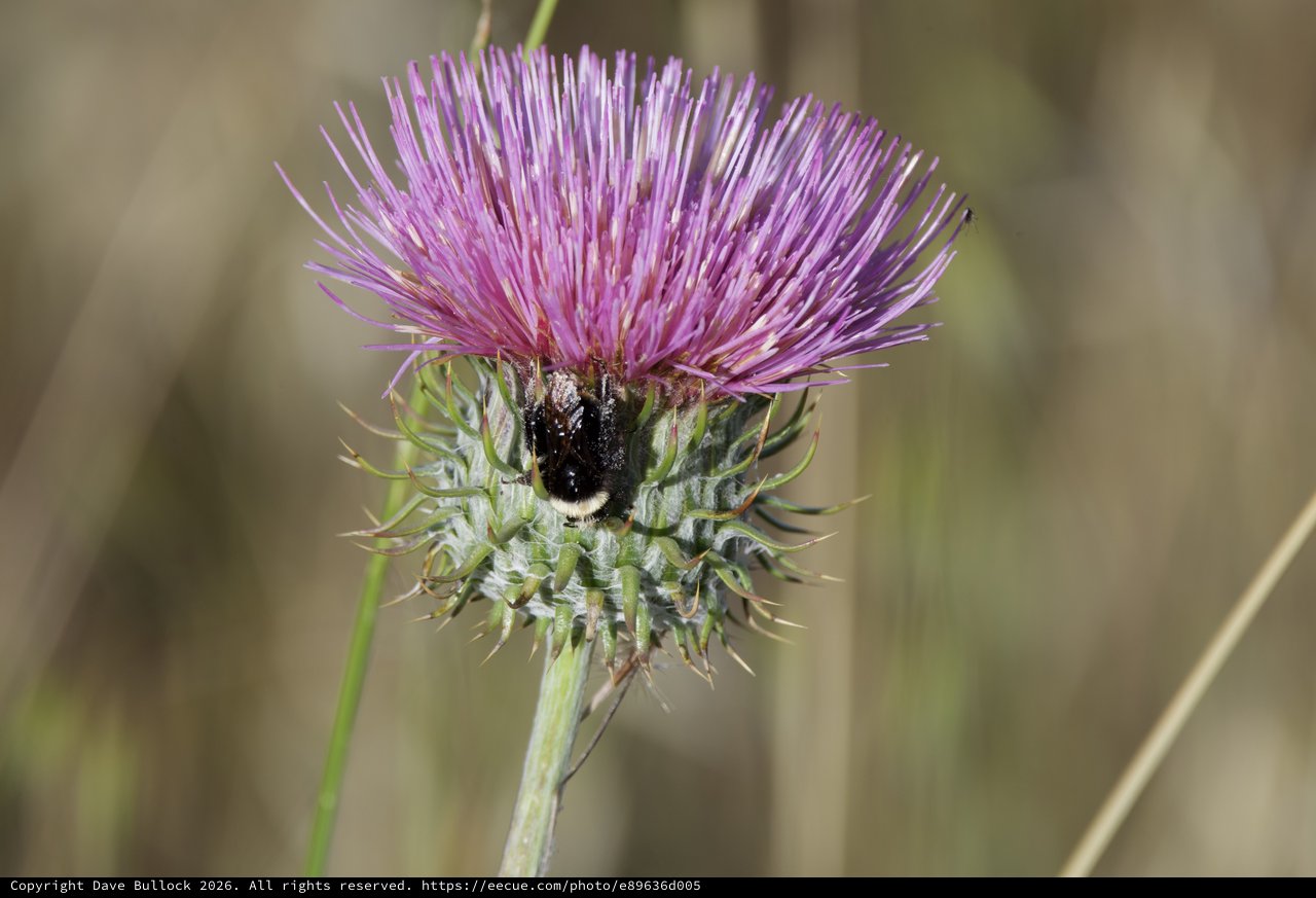 Bumblebee Foraging on Purple Thistle Bloom