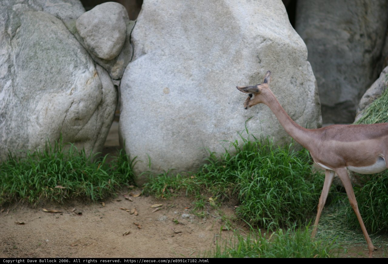 Majestic Gazelle