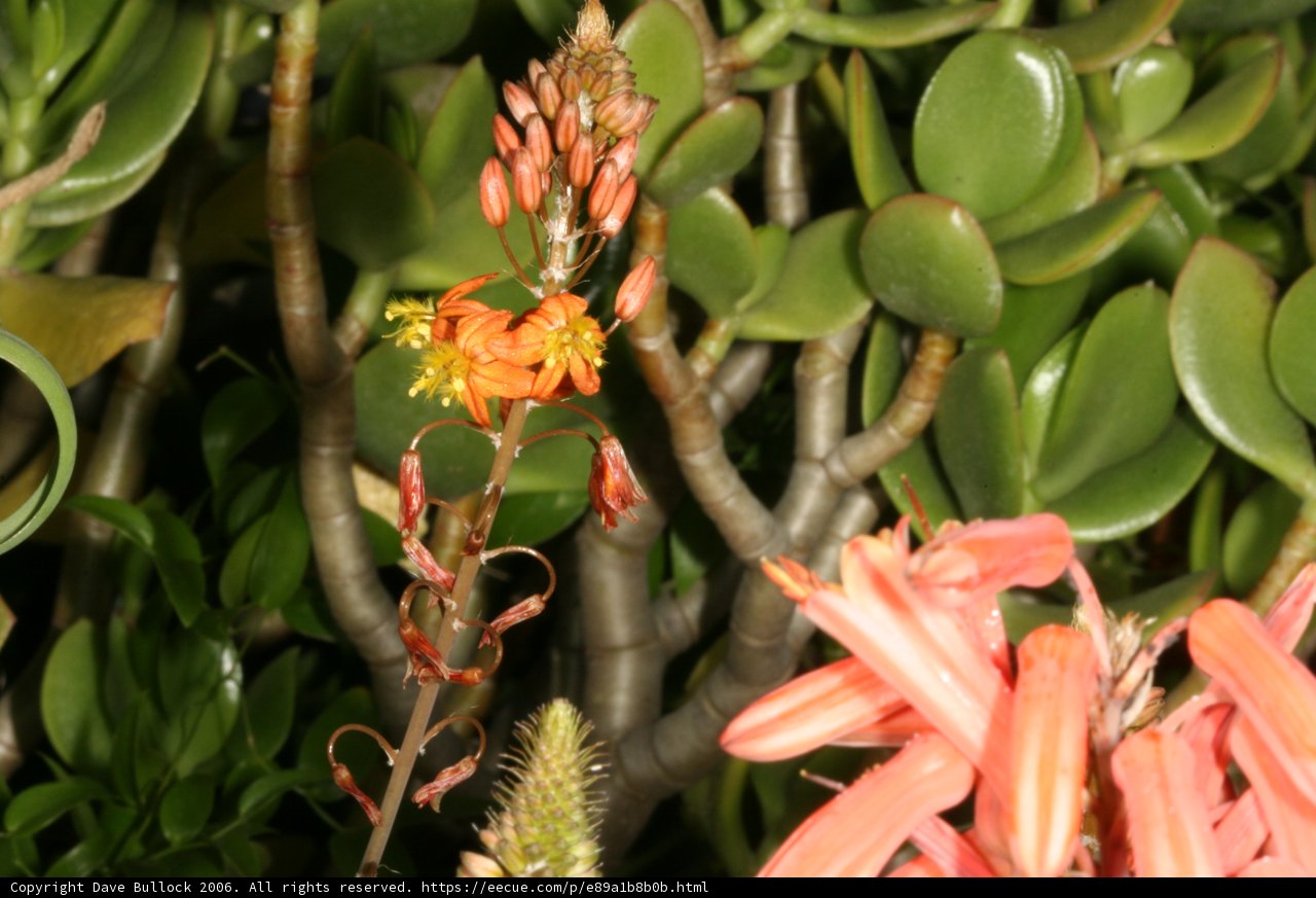 Vibrant Orange Blossoms