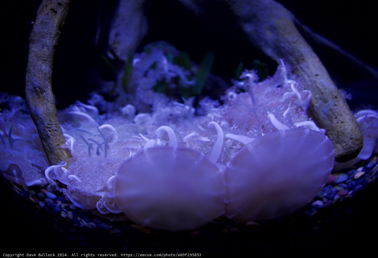 Mysterious Dance of the Deep
