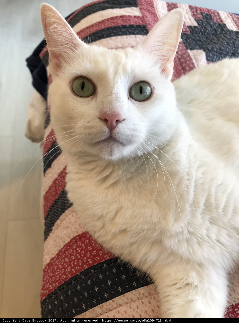 White Cat Napping on Red and White Blanket