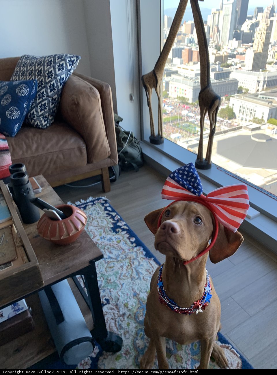 Patriotic Pooch