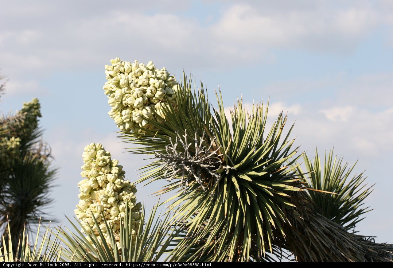 Joshua Tree Blossoms
