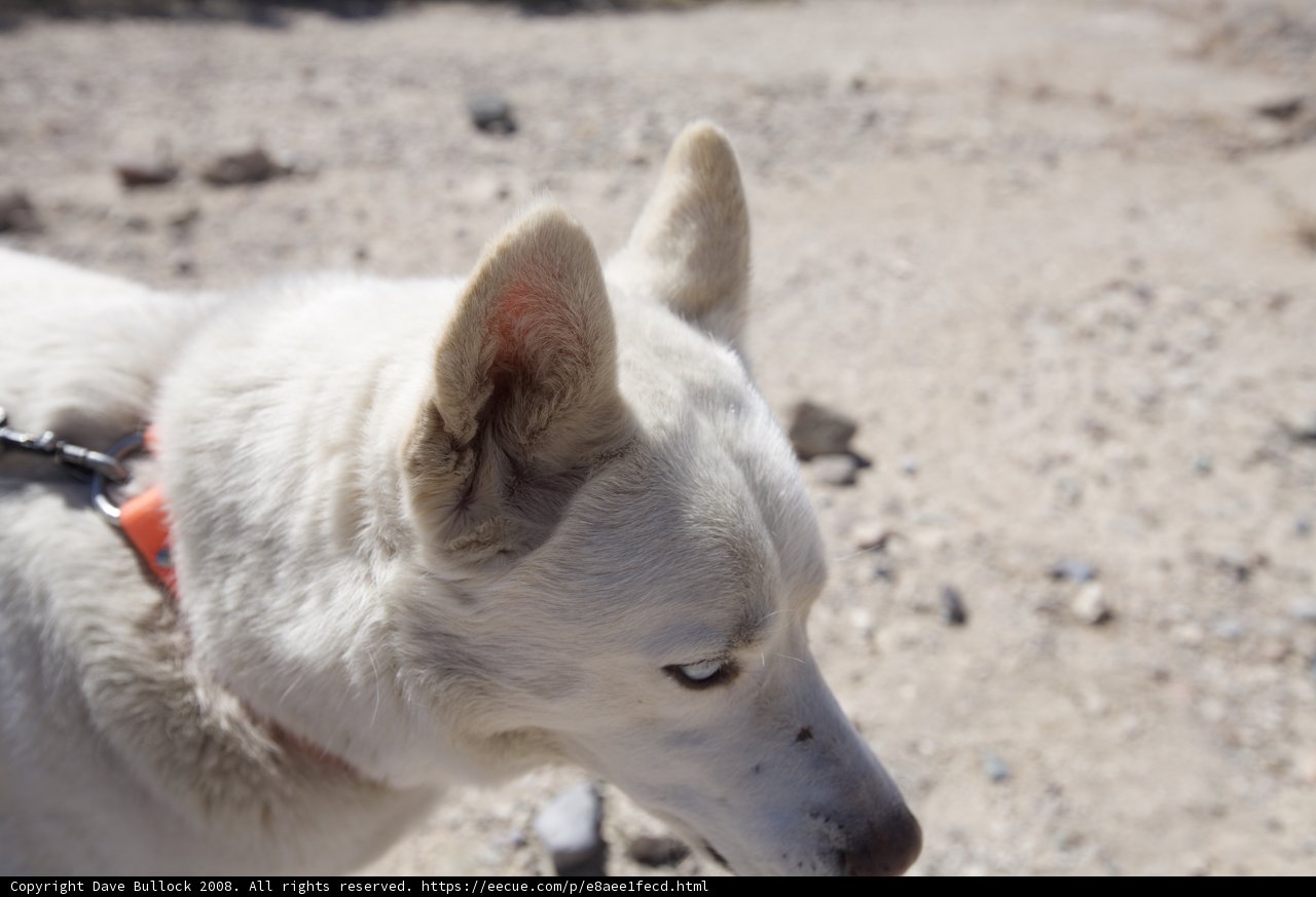 Desert Adventure with a Husky Companion