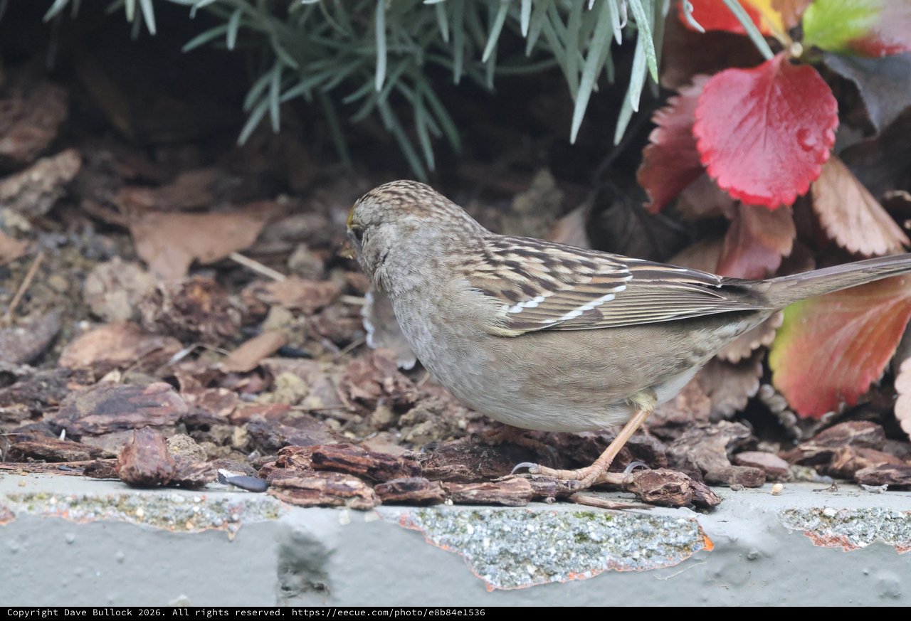 Small Brown Sparrow Foraging Among Autumn Leaves