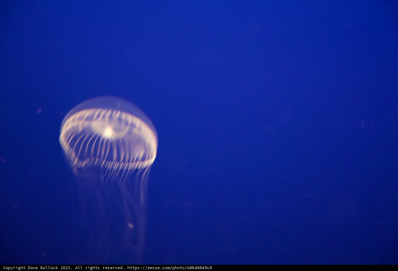 Enchanting Dance in the Deep Blue