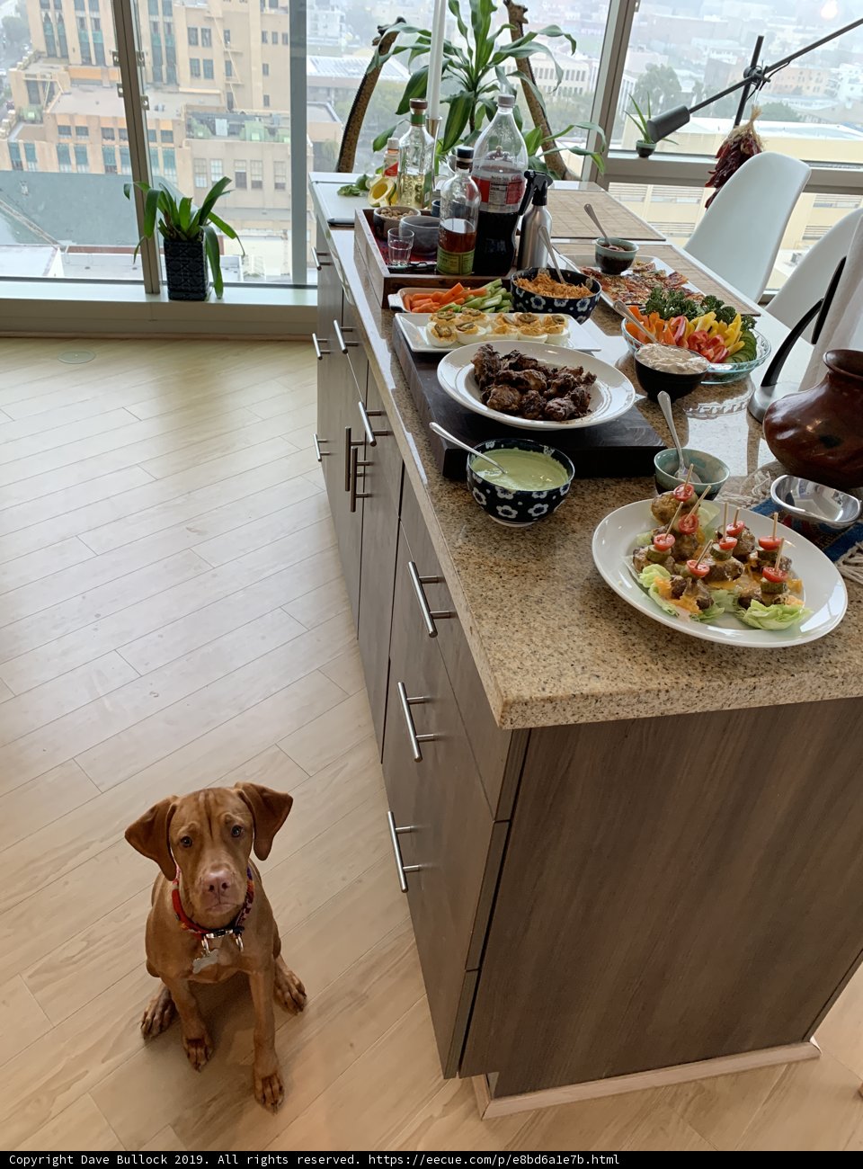 Lunchtime with a Canine Companion