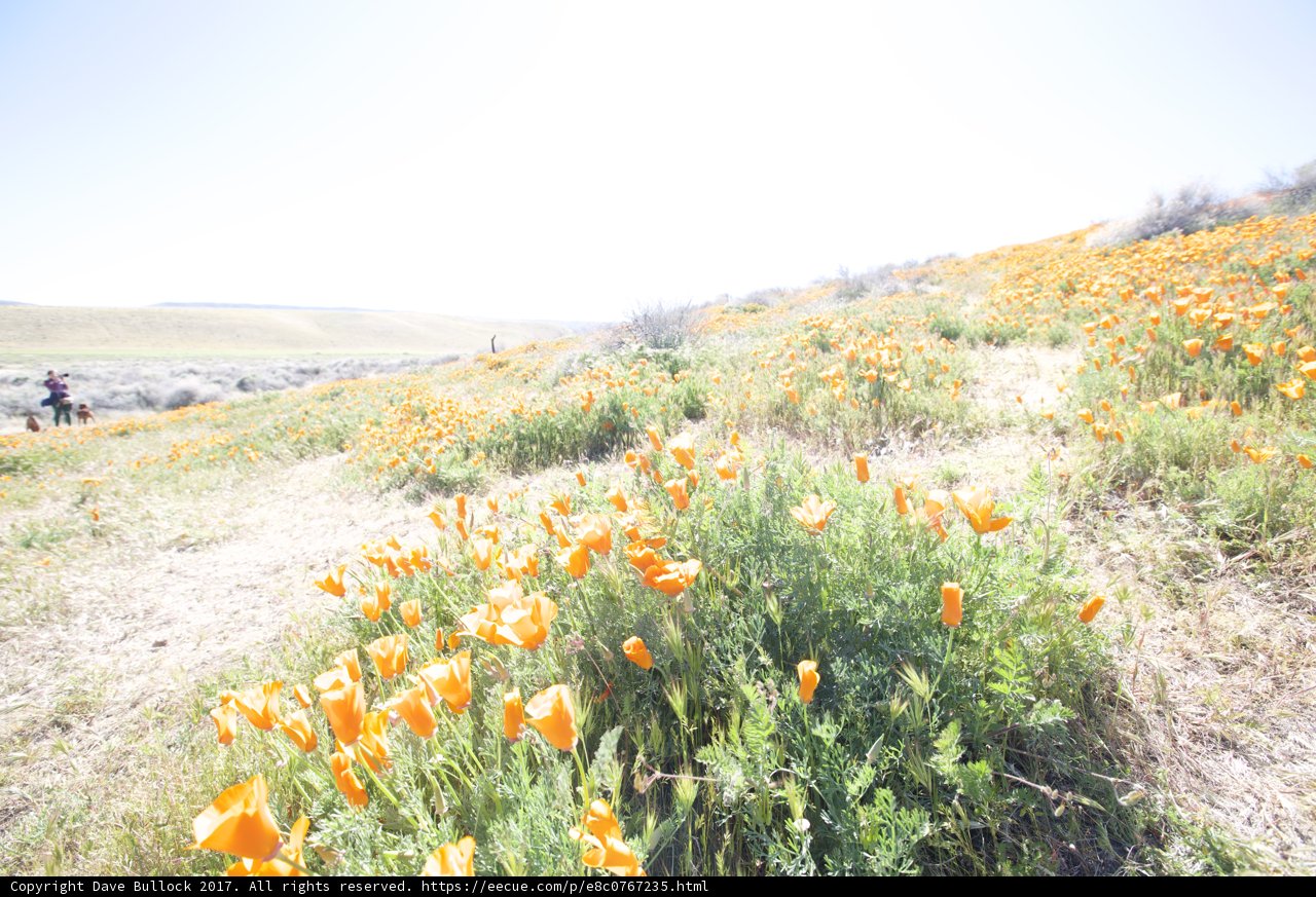 Fields of Orange