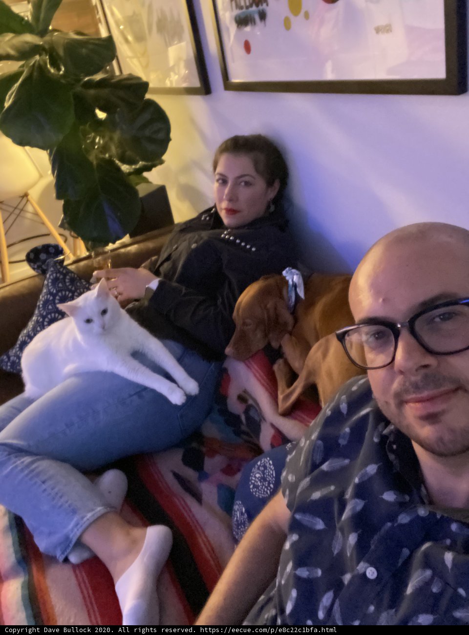 Sofa Cuddles with Furry Friends