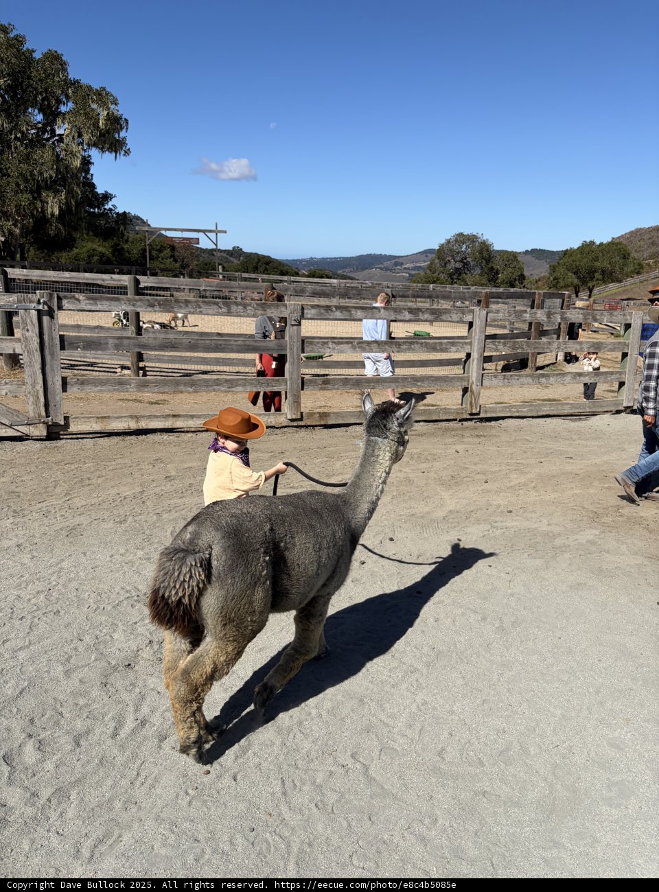 Llama Adventures in Carmel Valley