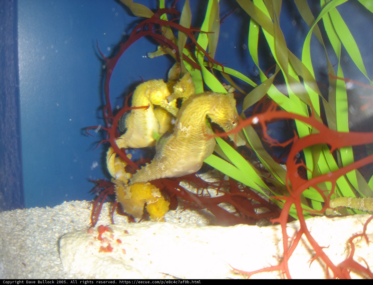 Seahorses of the Sea Life Tank