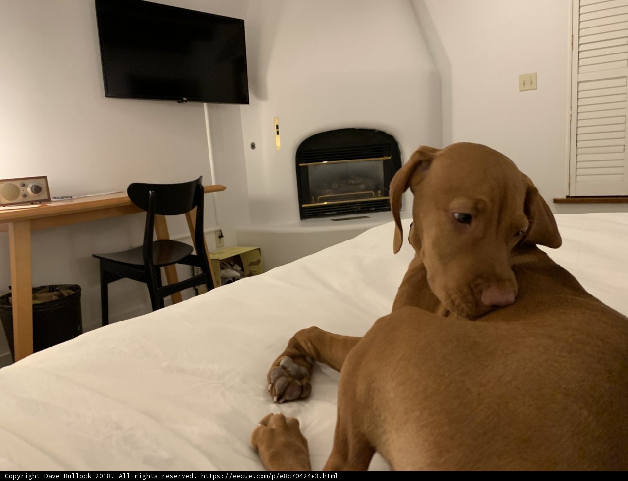 Relaxing with a Furry Friend