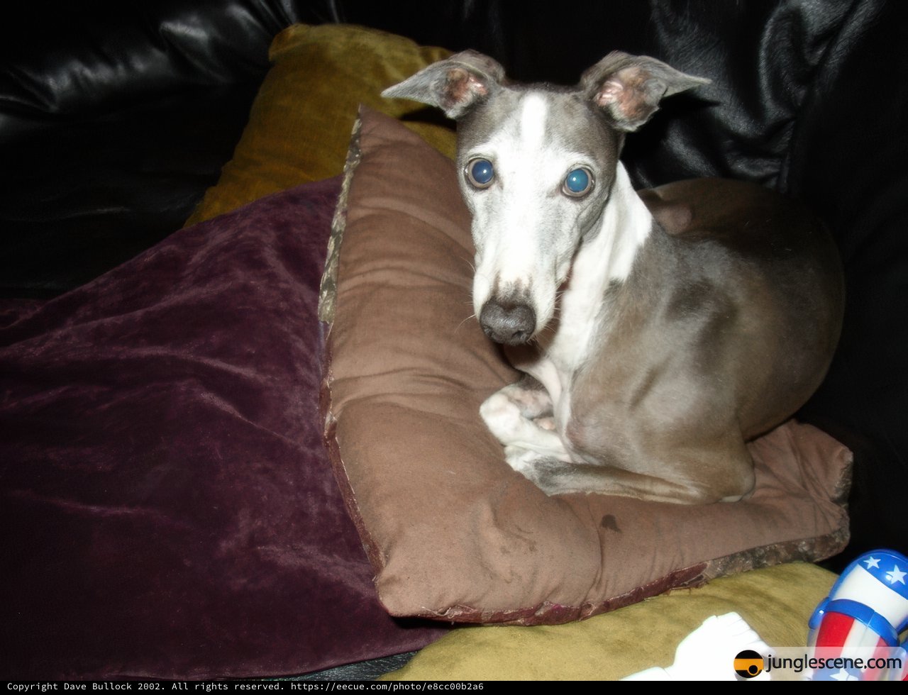 Canine Comfort