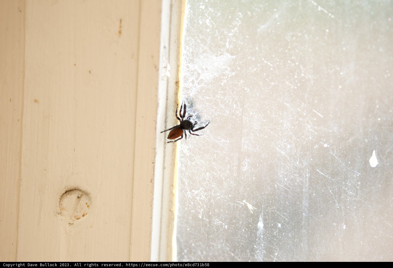 Arachnid Afternoon by the Window