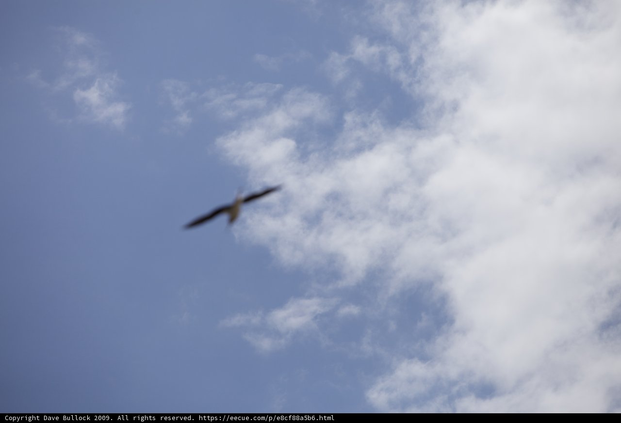 Free as a Bird