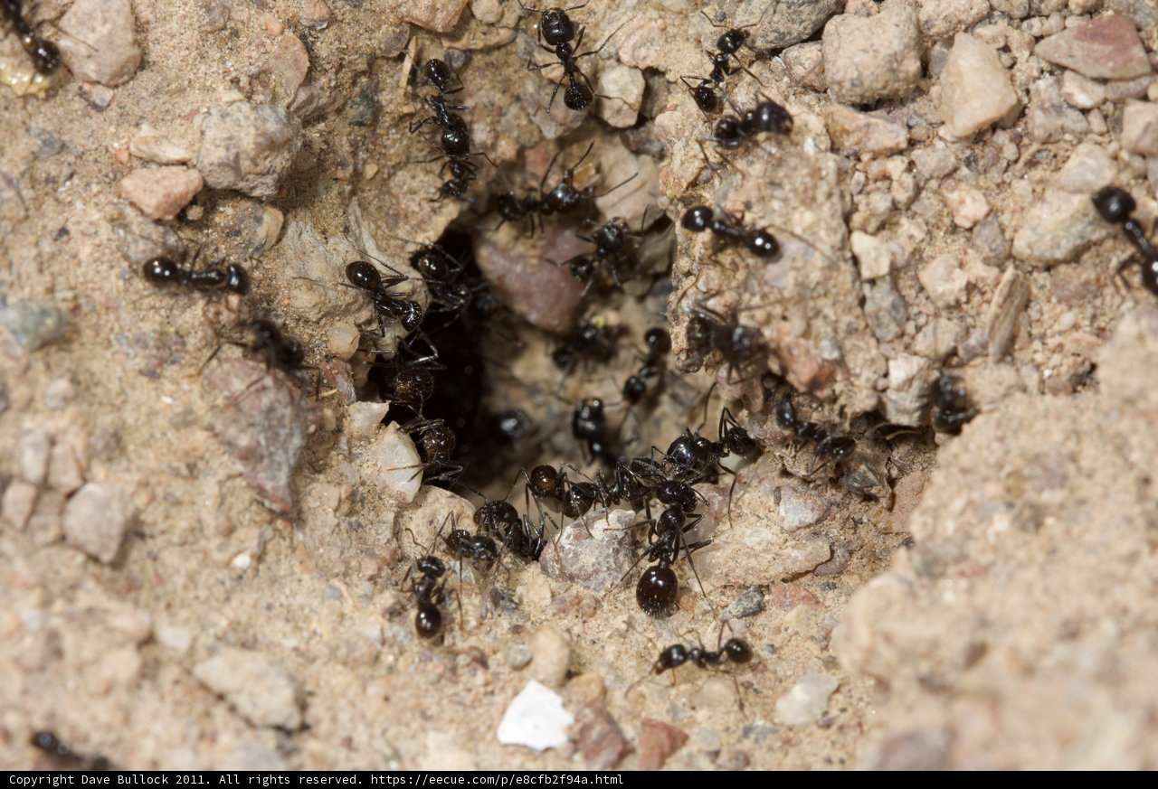 Ants Emergence