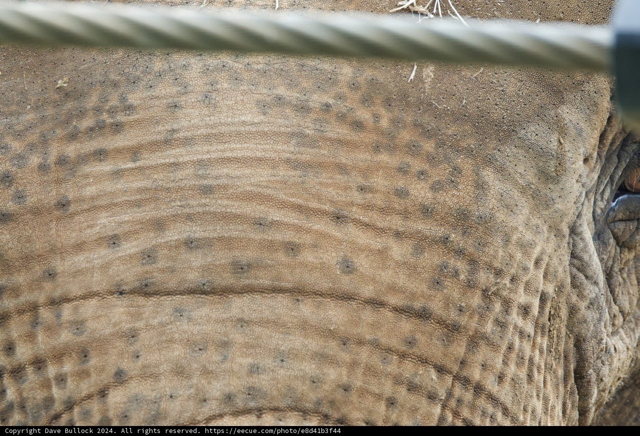 Textured Tranquility: The Gentle Giant at Rest