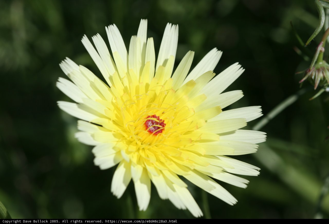 Sunny Daisy