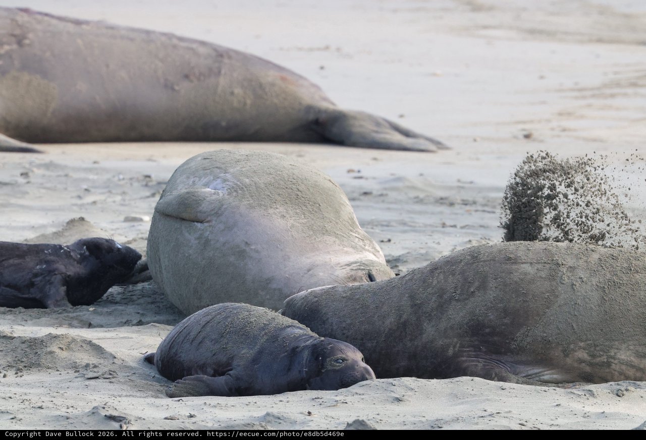 Northern Elephant Seals Resting on Sandy Beach