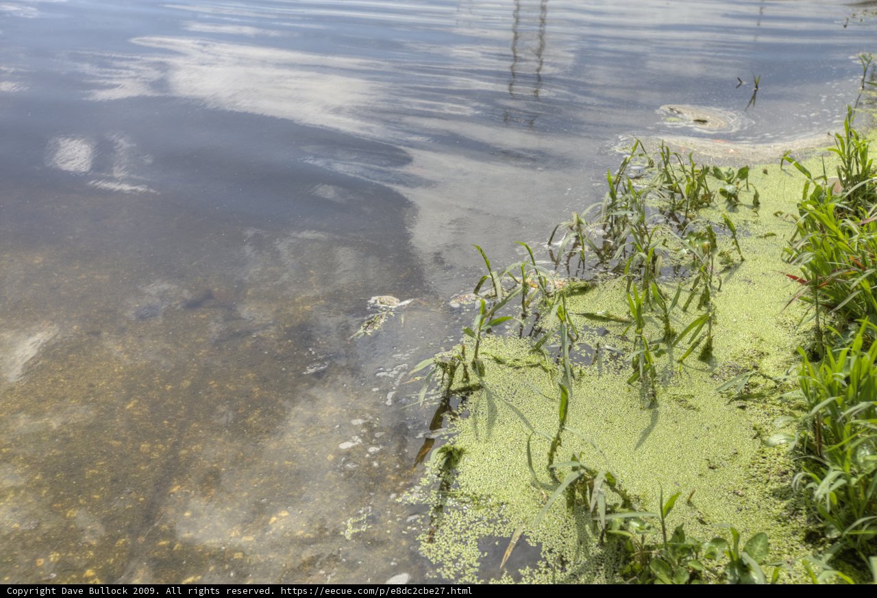 Serene Pond with Lush Vegetation