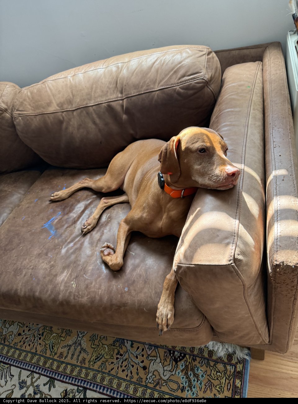 Cozy Canine Morning