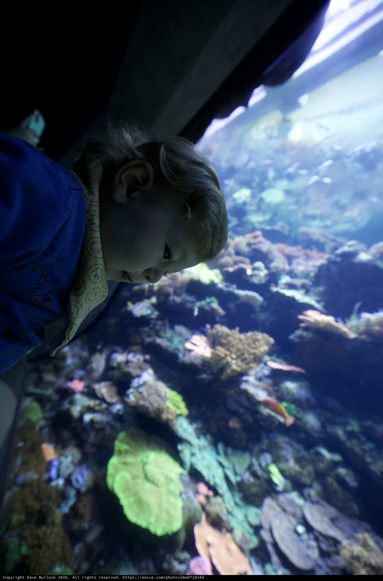 Child's Wonder at Aquarium Coral Reef Display