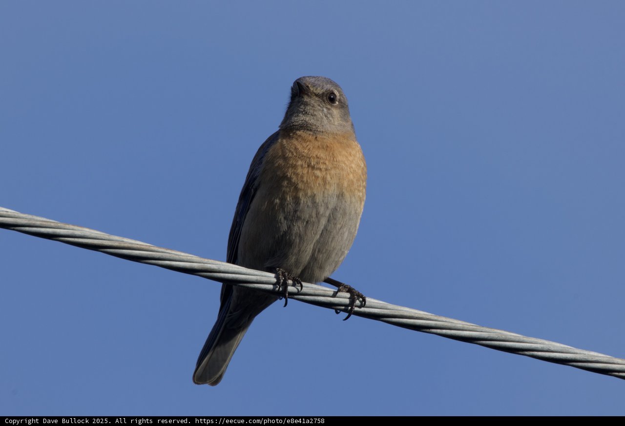 Perched in Perfection