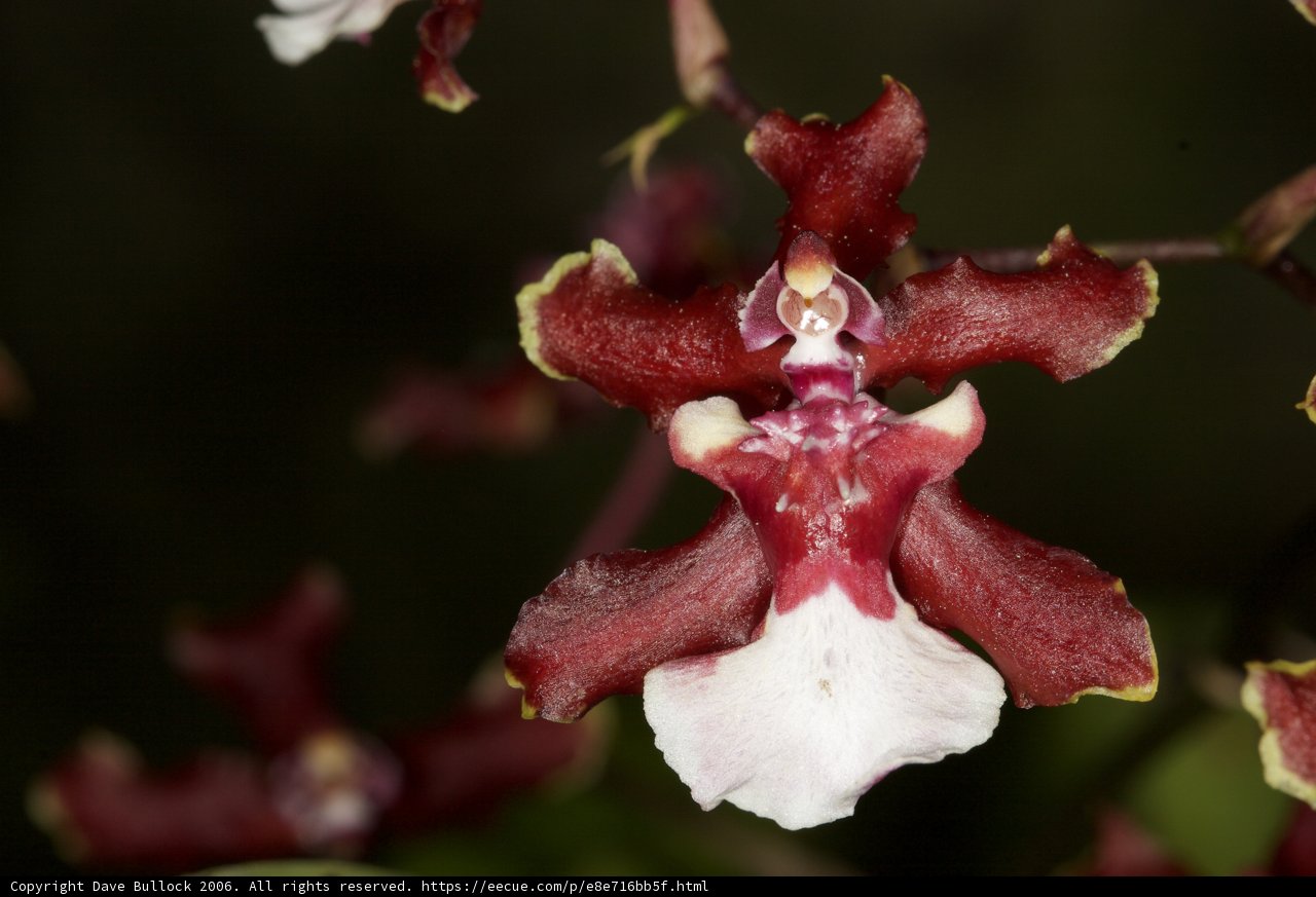 Red and White Beauty