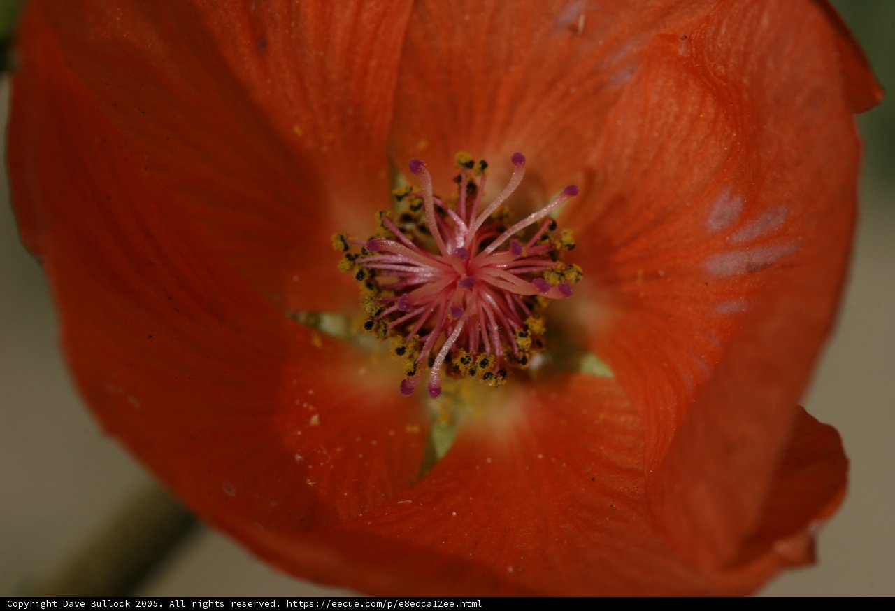 Vibrant Geranium Blossom