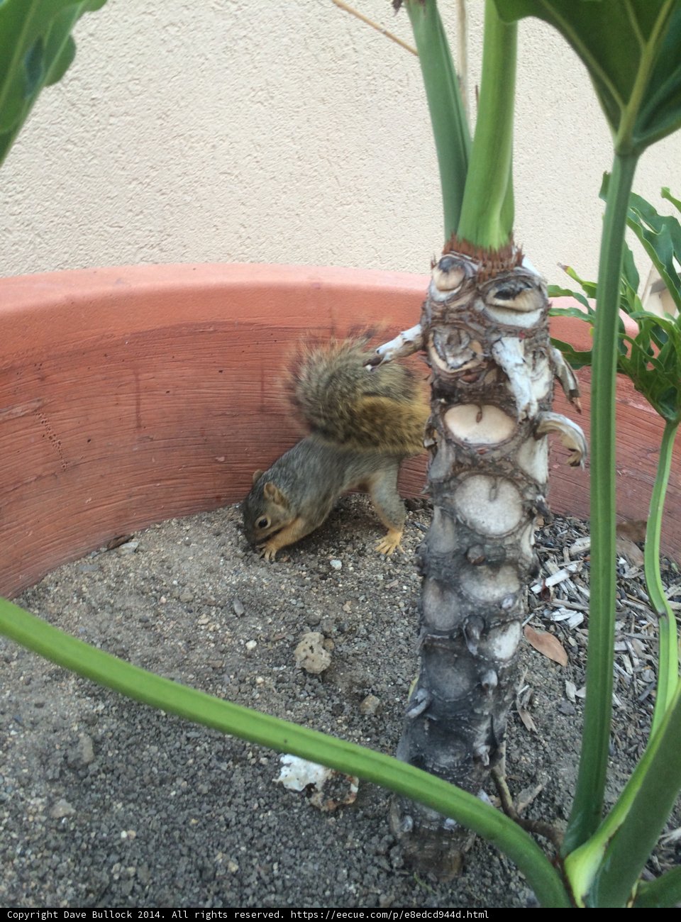 Garden Intruder