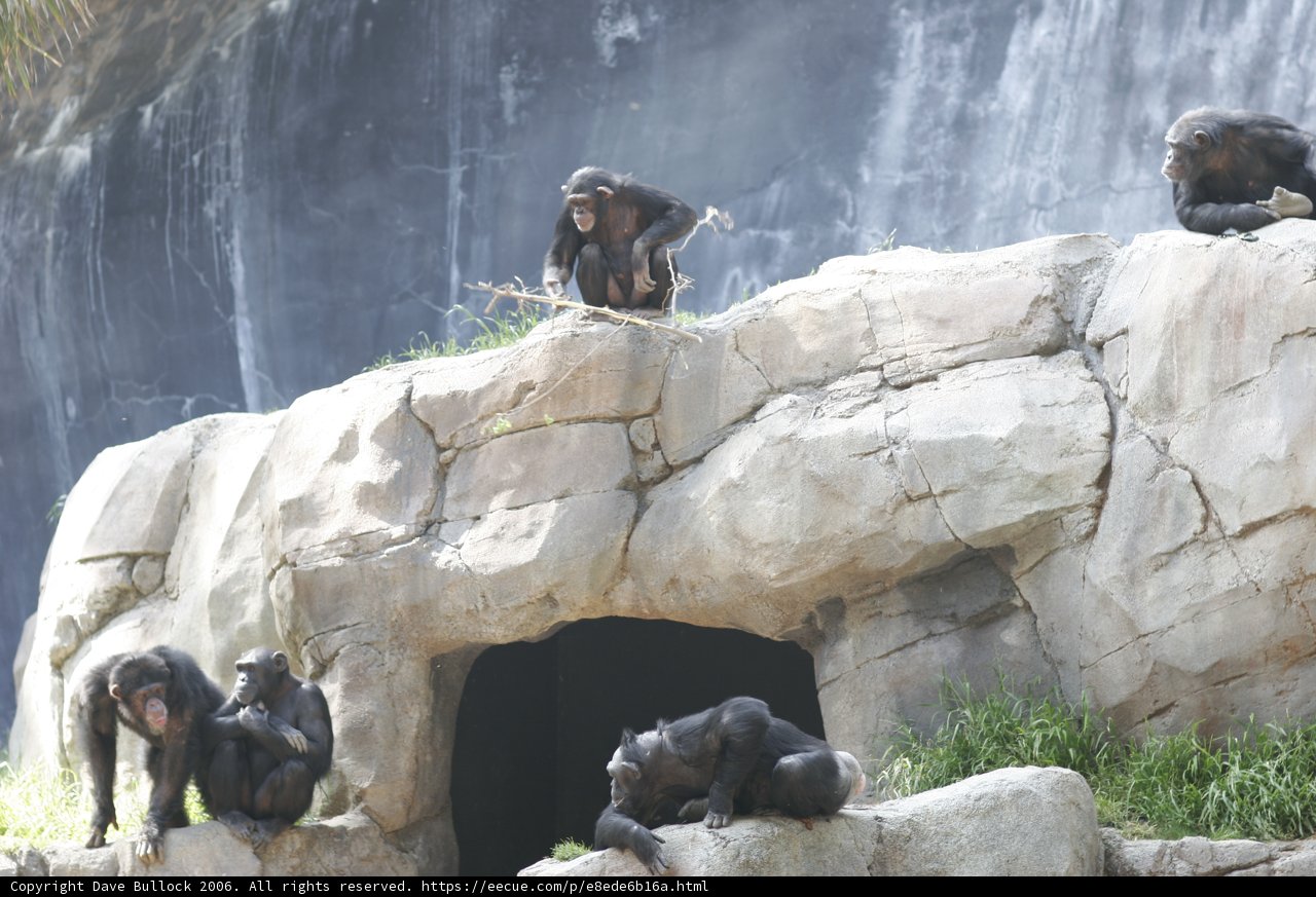 Chimpanzees in the Wild