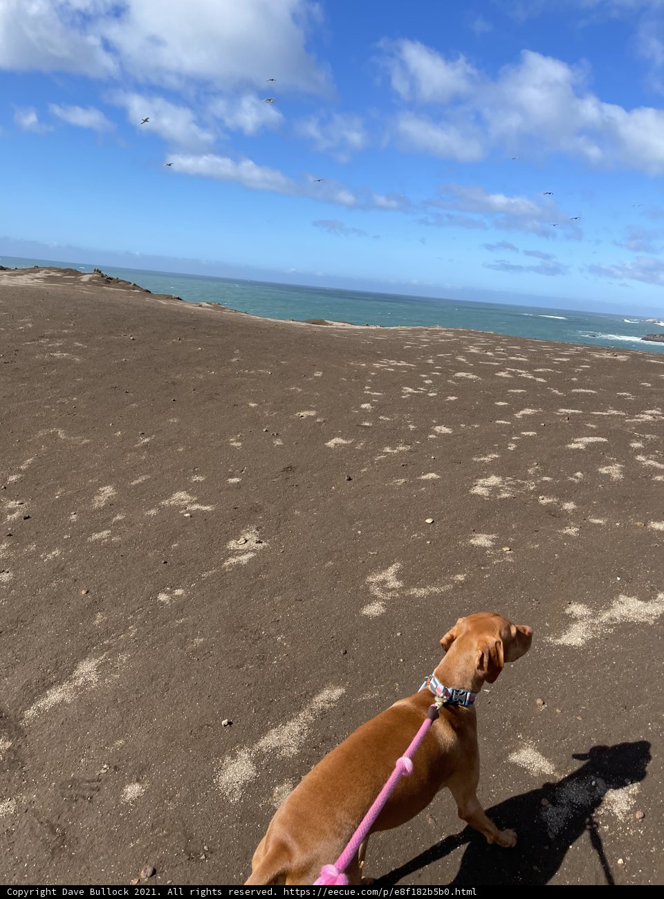 A Beach Walk with My Best Friend