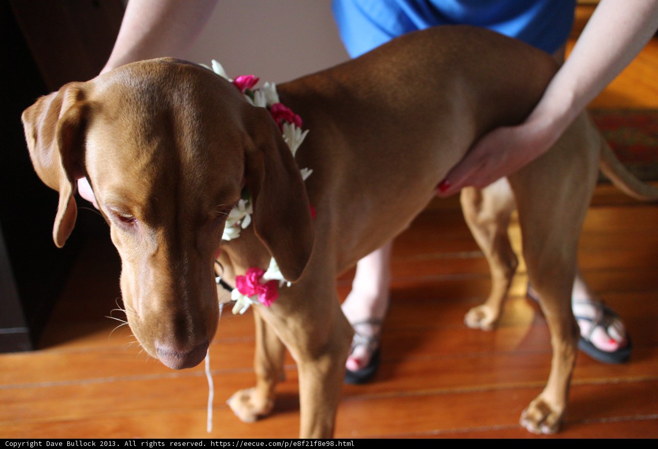 Flower Power Pup