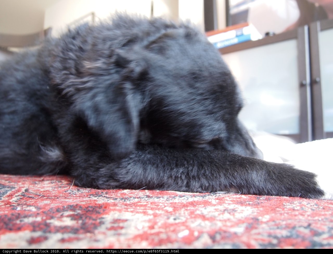 Lazy Days with Furry Friends