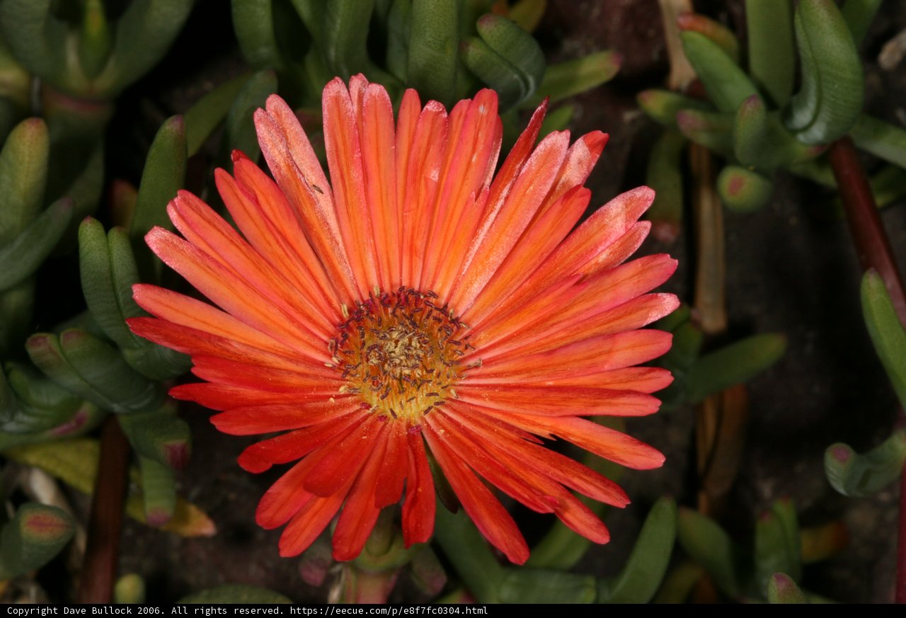 The Lone Orange Daisy