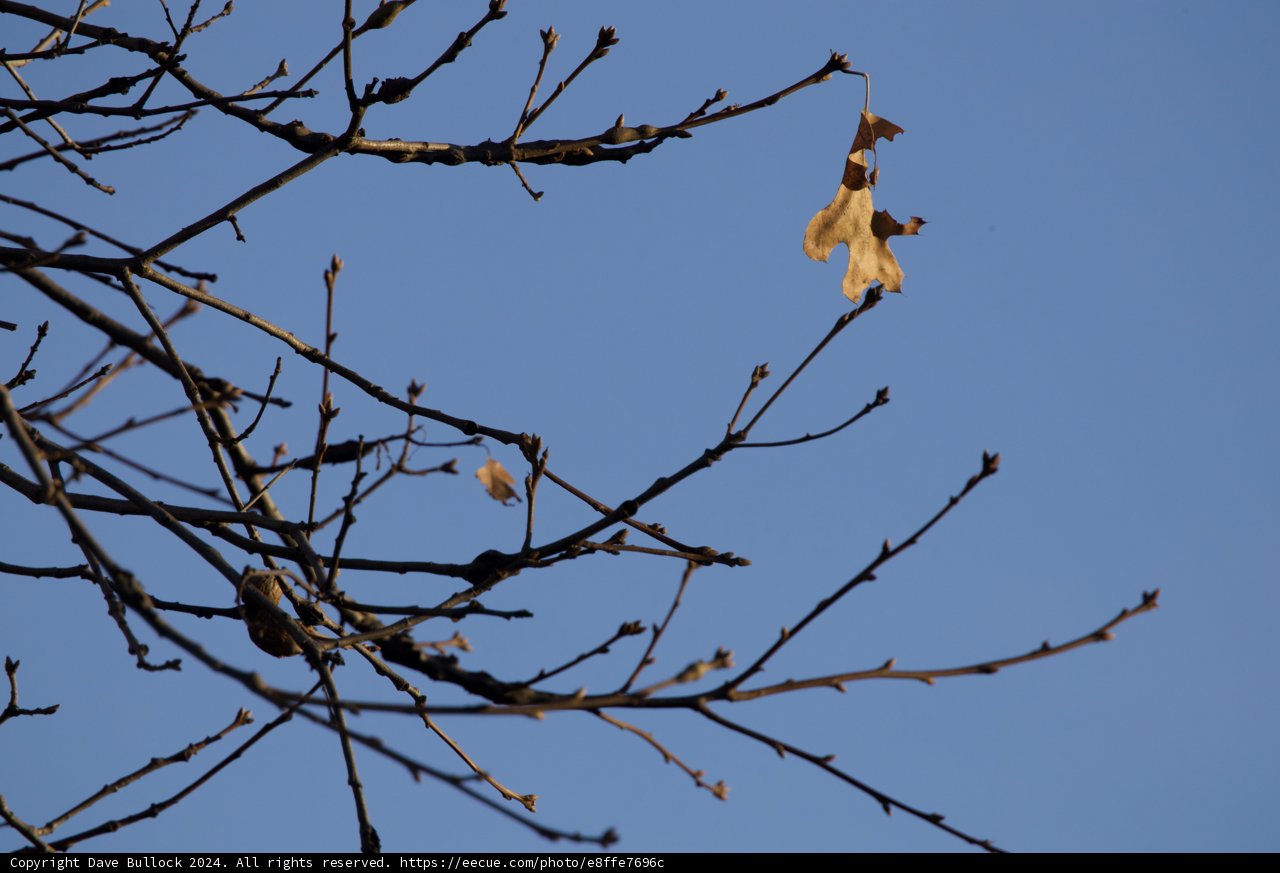 Whispering Winter