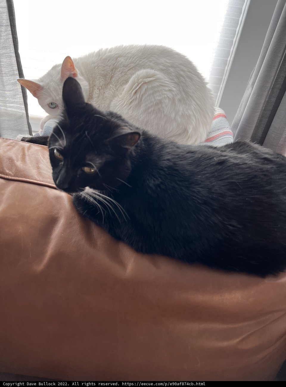 Feline Friends on Furniture