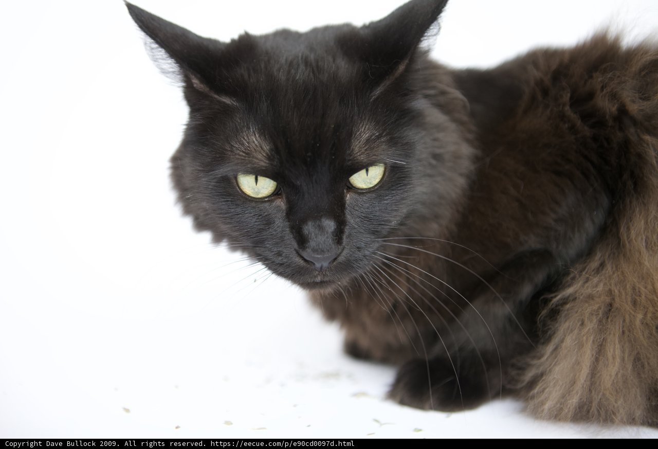 The Enchanting Charm of a Black Cat