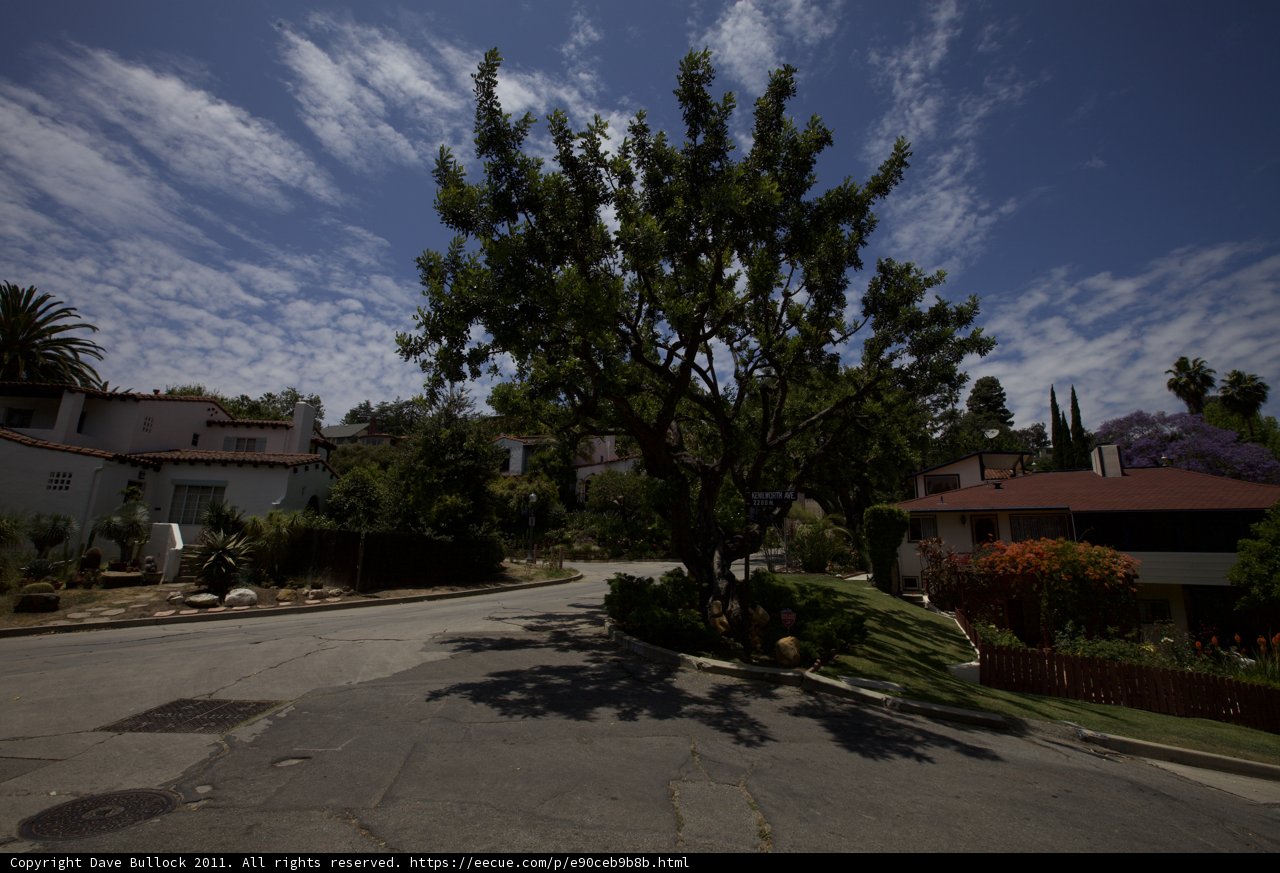 Serene Tree-Lined Street
