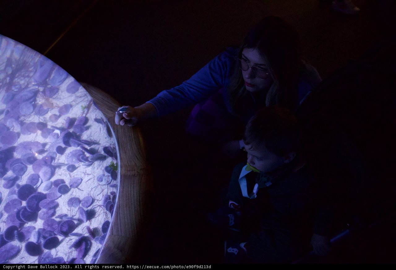An Enchanting Dive into the Depths: Monterey Bay Aquarium Visit