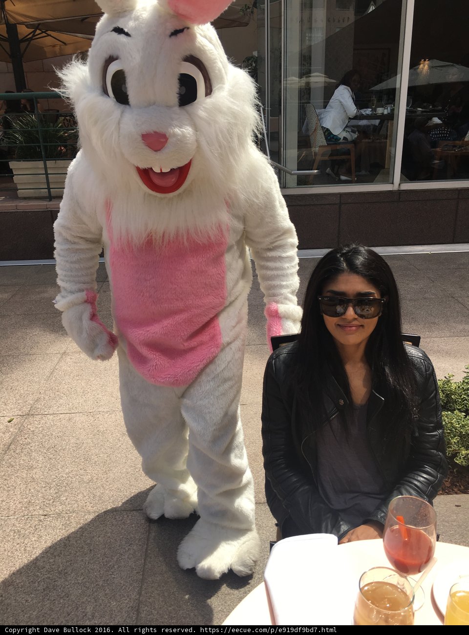 Bunny Fun