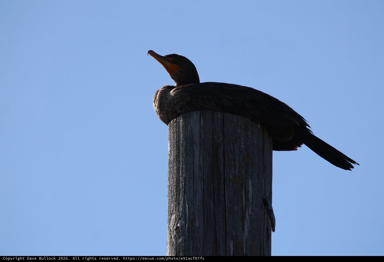 Double-Crested Cormorant Silhouetted on Weathered Wooden Post