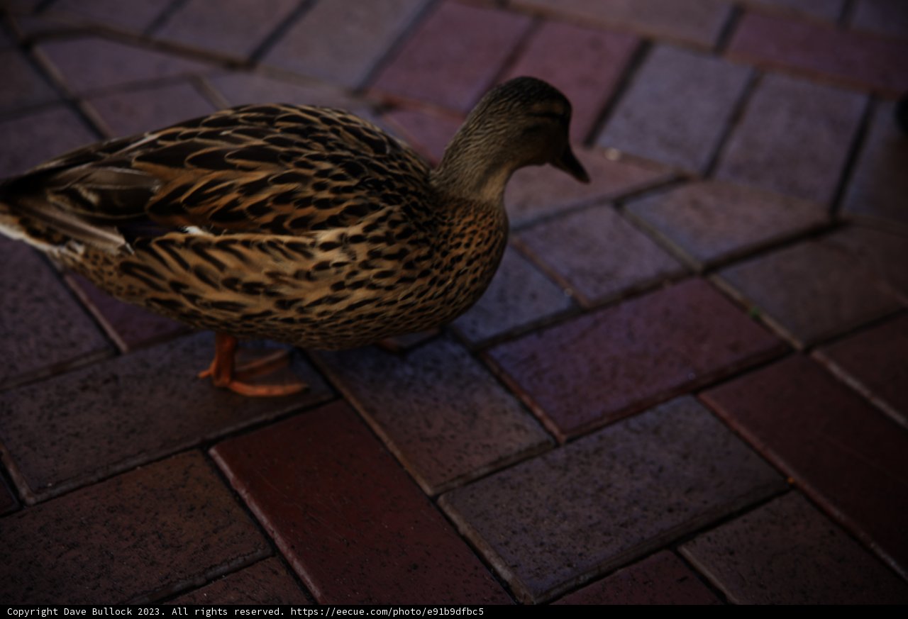 Strolling Duck at Disneyland