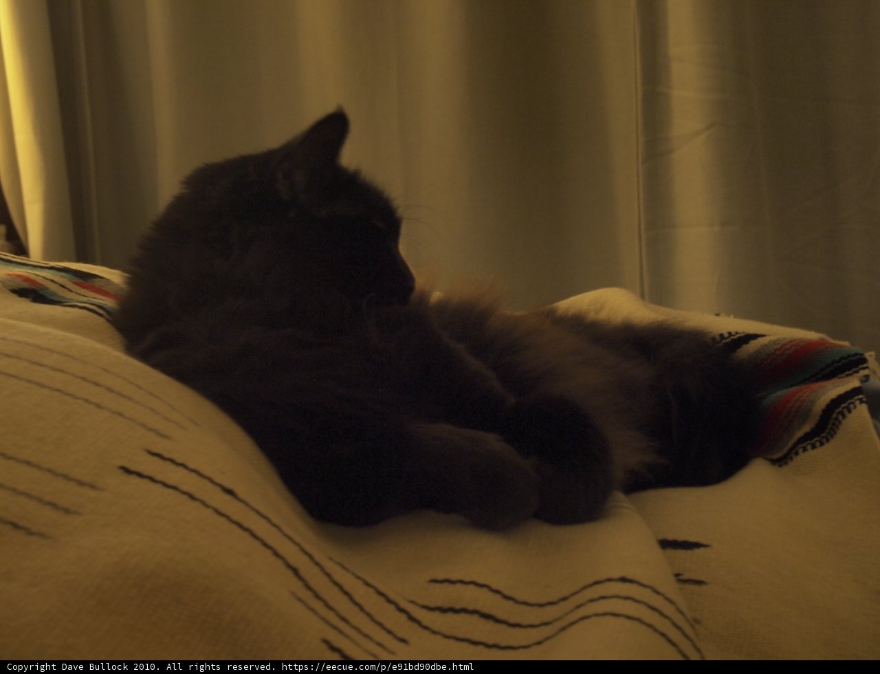 Cozy Feline Napping on a Soft Blanket
