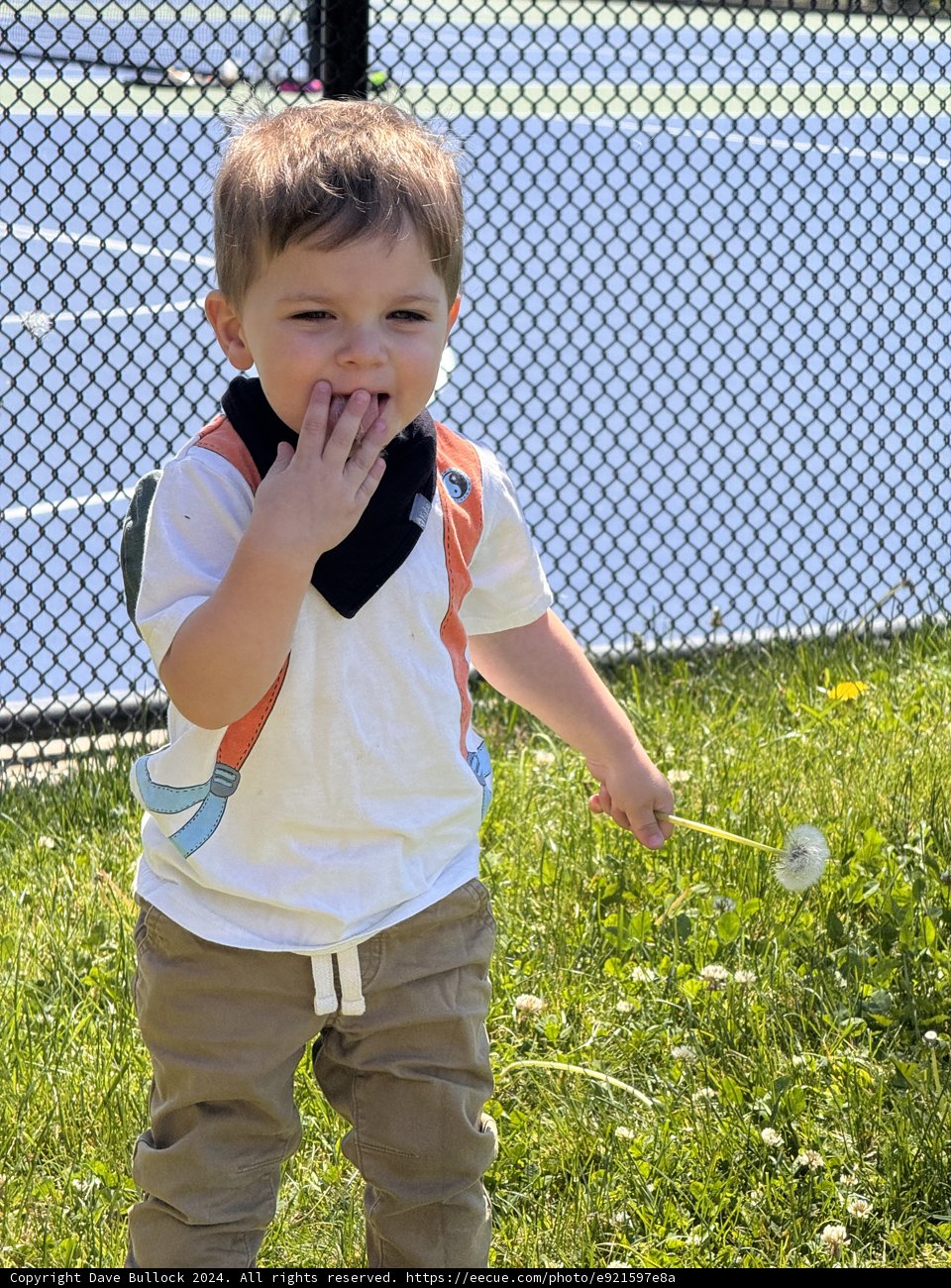 Sunny Days and Dandelion Wishes