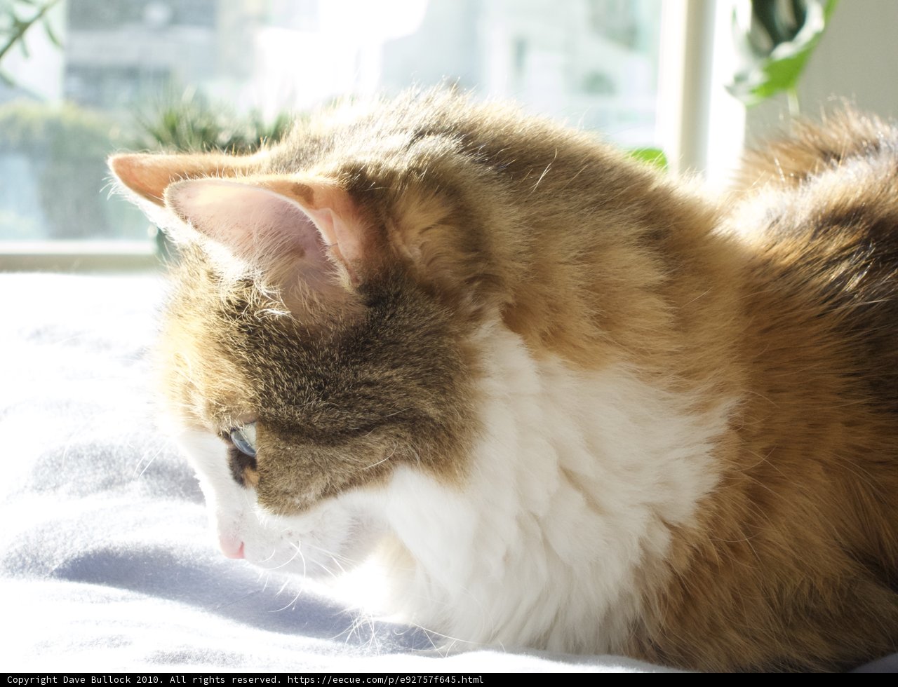 Cat Nap