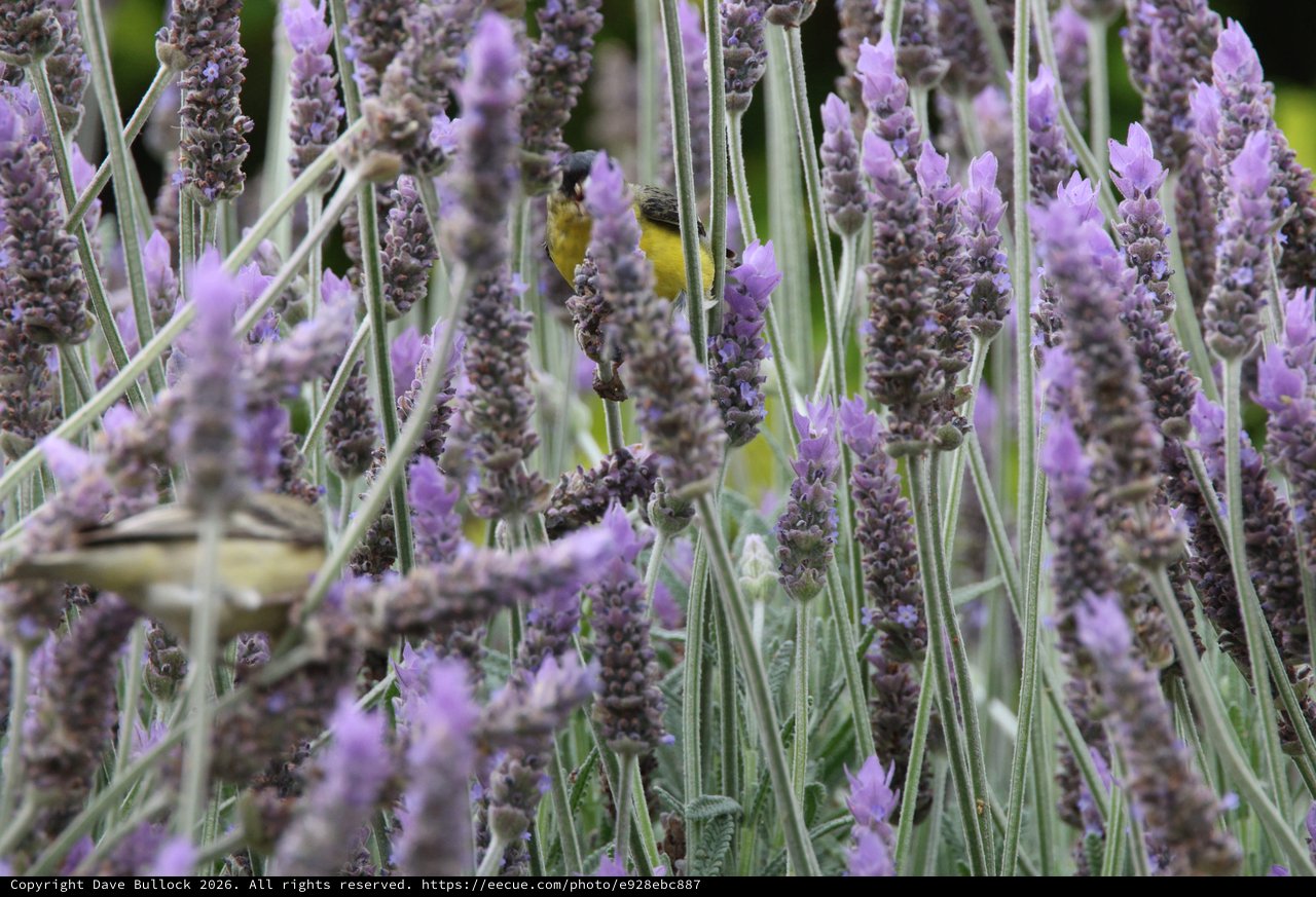 Yellow Bird Hidden Among Purple Lavender Blooms