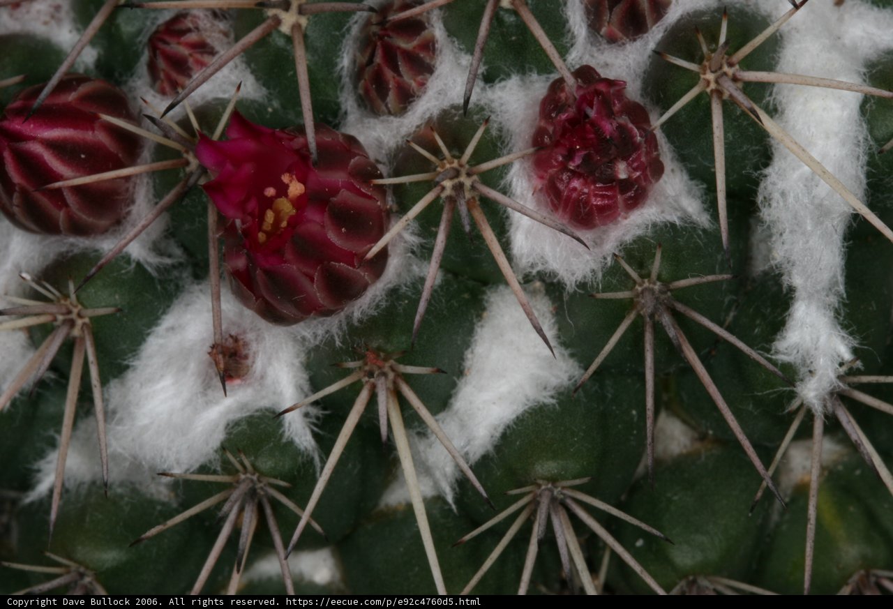 Winter Beauty in the Desert