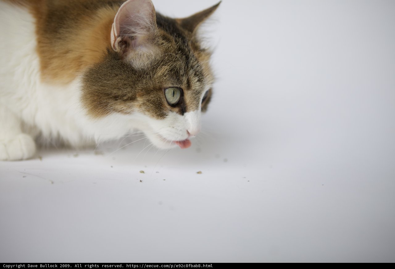 Curious Cat Sniffs Out a Treat