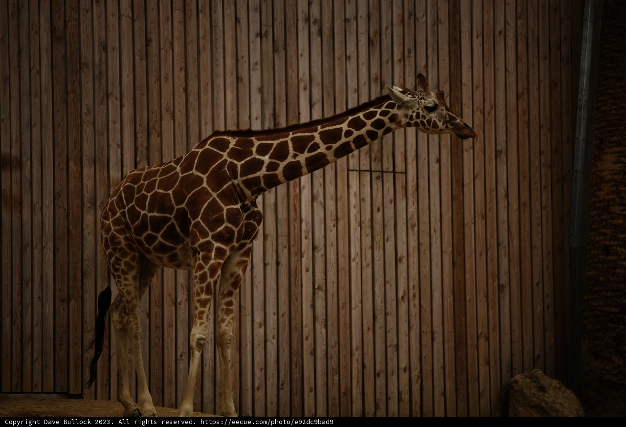 Majestic Encounter at Oakland Zoo